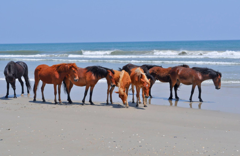 Wild horses on beach at Beach Realty & Construction.