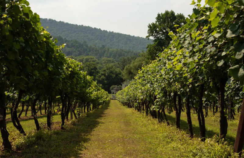 Vineyard at Orchard House Bed & Breakfast.