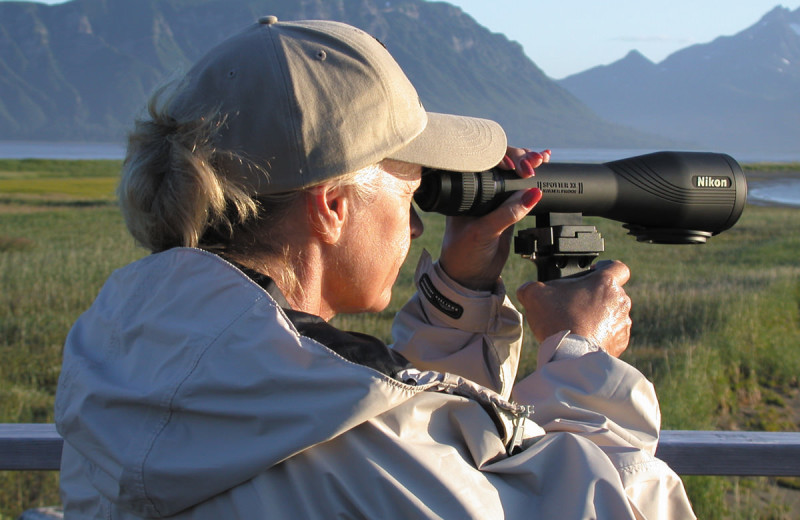 Wildlife viewing at Great Alaska Adventure Lodge.