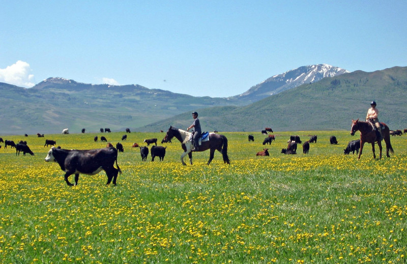 Horses at Focus Ranch.