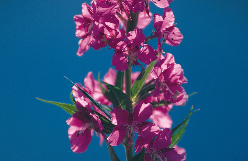 Flower at Kenai Backcountry Lodge.