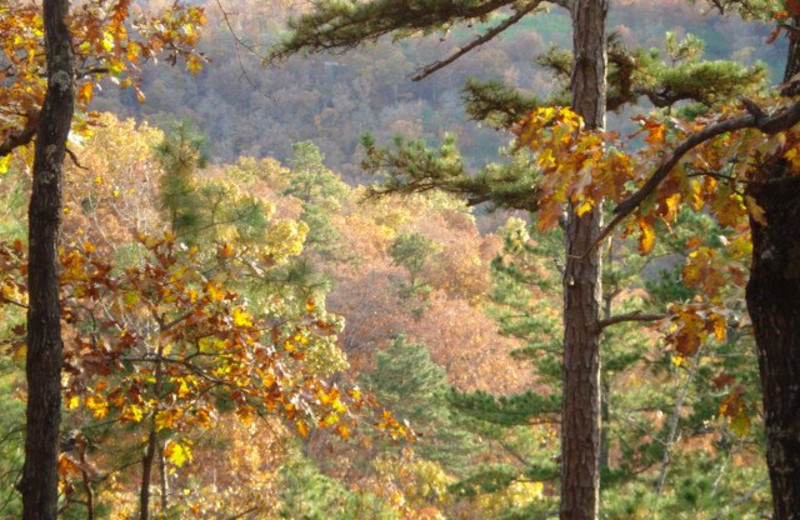 Fall colors at Pine Ridge Log Cabins.
