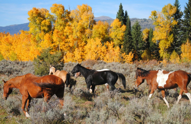 Horses at Medicine Bow Lodge.