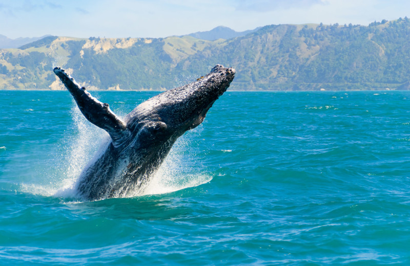 Whale watching at Seagull Beachfront INN.