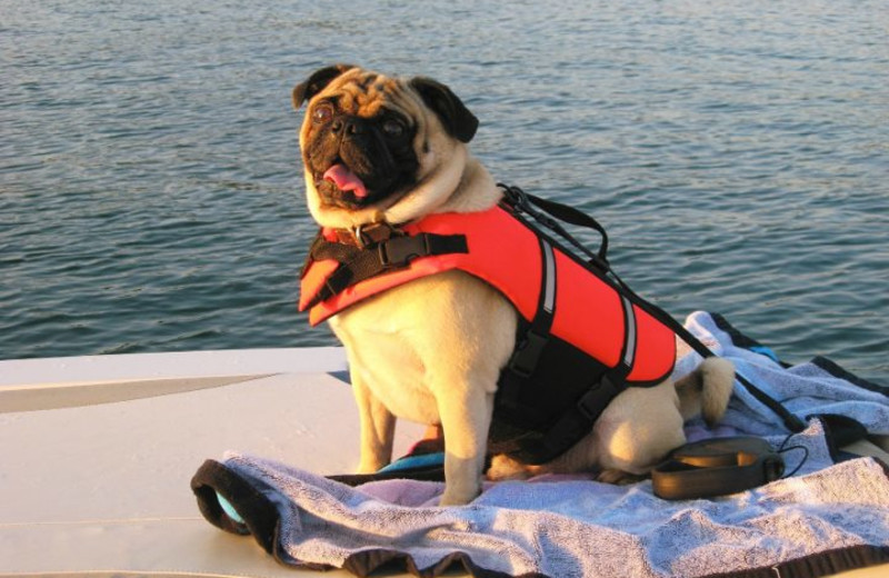 Pets welcome at White Wing Resort on Table Rock Lake.