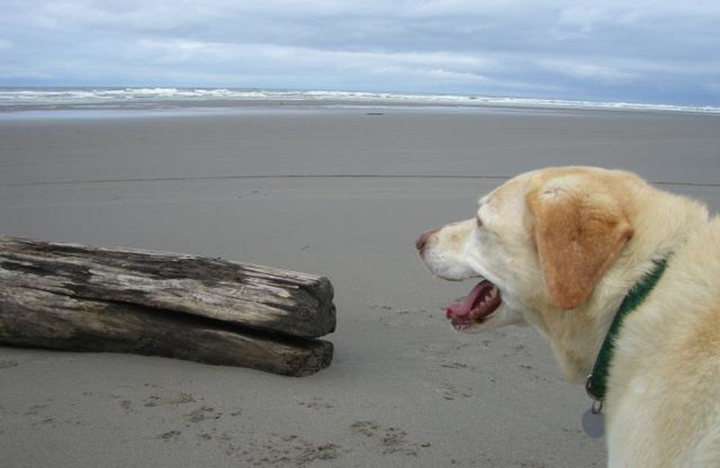 Pets welcome at Oceanfront Getaways.