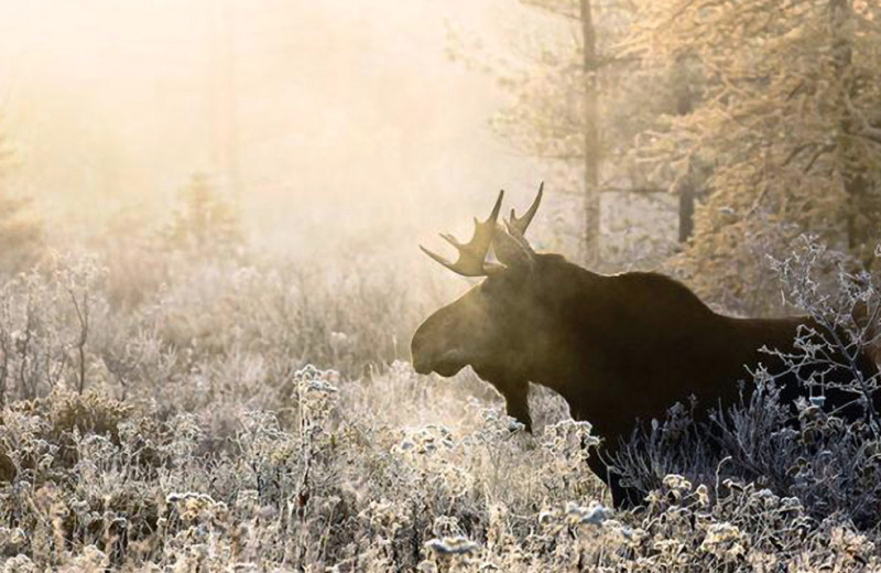 Moose at Killarney Lodge in Algonquin Park.