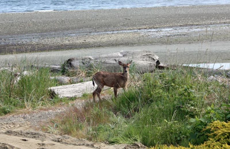 Deer on the beach at The Shorewater Resort.