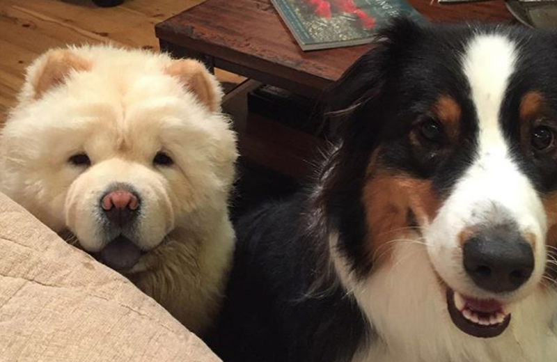 Lodge dogs at Alaska's Gold Creek Lodge.