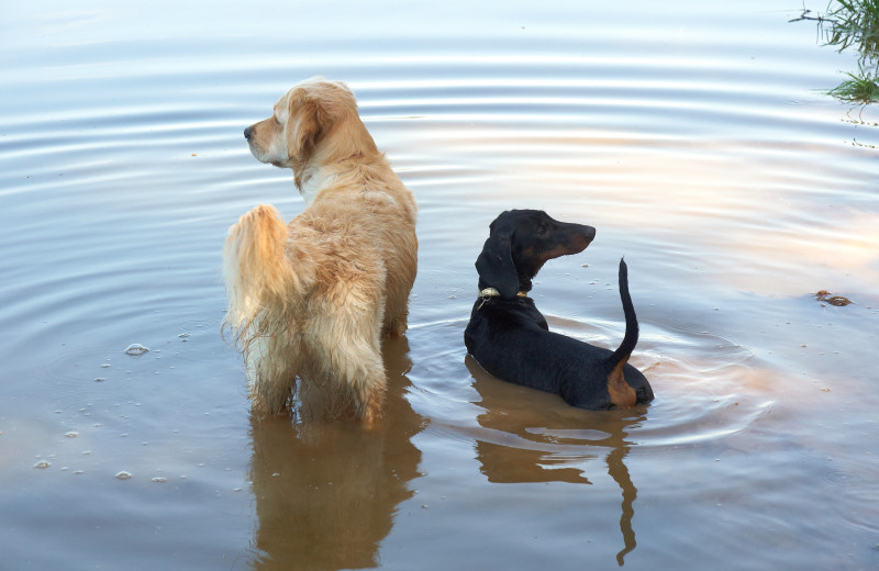 Pets welcome at Elk Lake Resort.