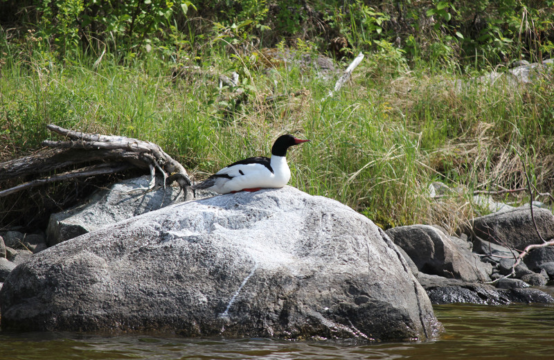 Wildlife at Pakwash Lake Camp.