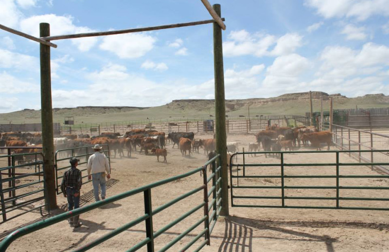 Ranch pens at Colorado Cattle Company Ranch.