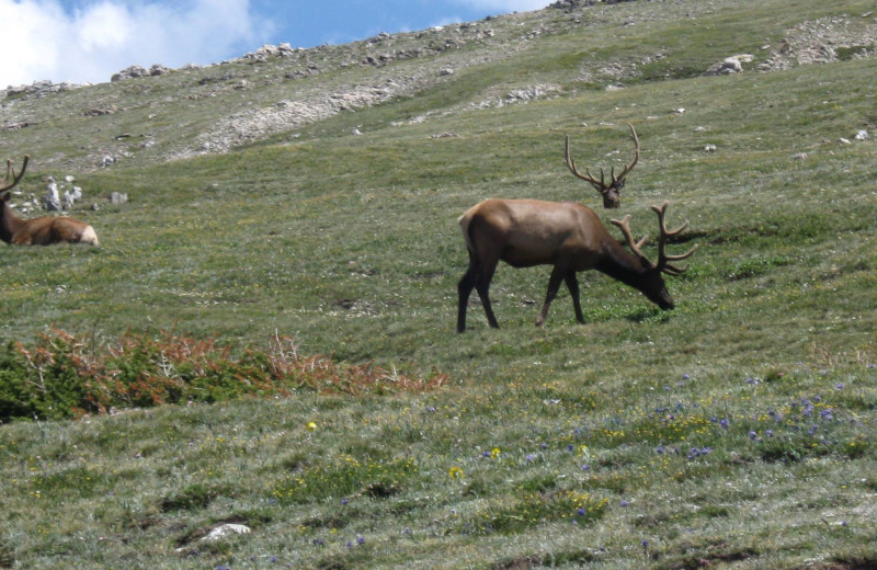 Elk at Workshire Lodge.