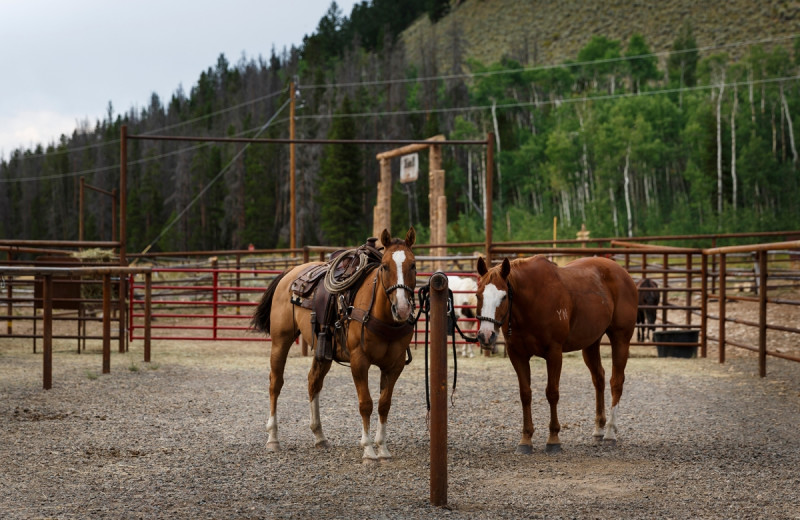 Horses at Rawah Ranch.