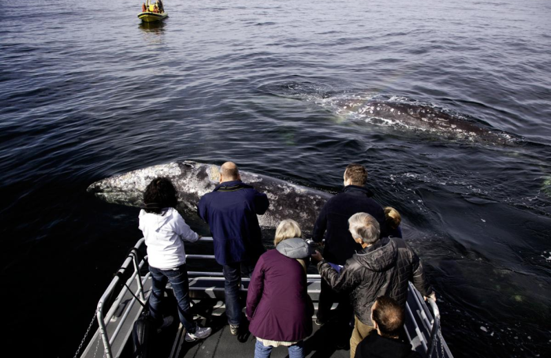 Whale watching at Long Beach Lodge Resort.
