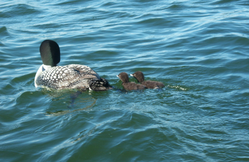 Loon at Abbywood Resort.