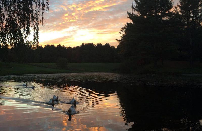 Ducks at Baumann's Brookside Summer Resort.