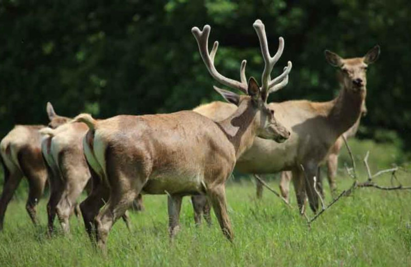 Elk view at Packwood Lodge.