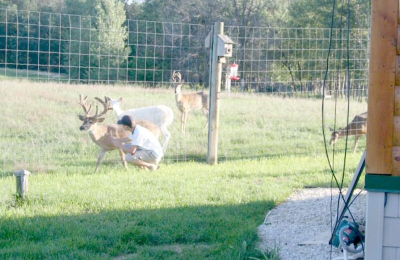 Deer at Deer Haven Acres.