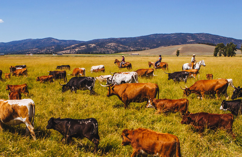 Cattle at The Resort at Paws Up.