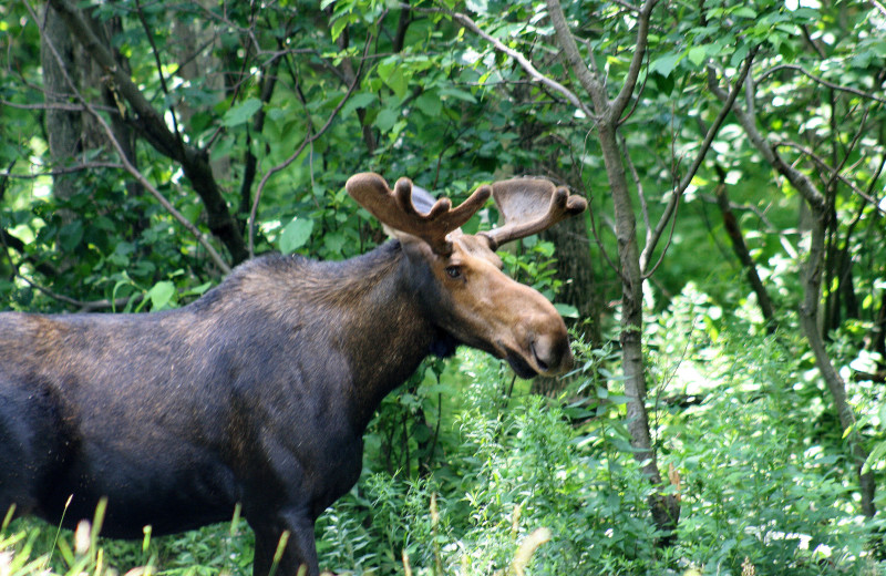 Moose at Jackson's Lodge and Log Cabin Village.