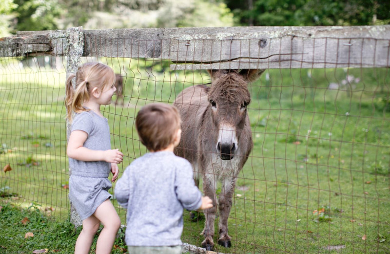 Donkey at High Hampton Resort.