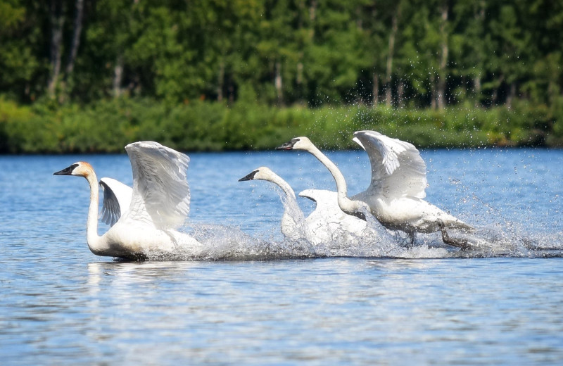 Swans at The Alaska Adventure Company.