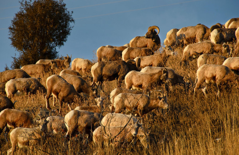 Heard of mountain goat at Galloup's Slide Inn.