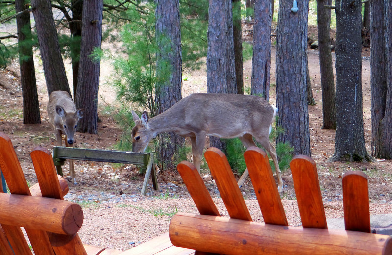 Deer at Nitschke's Northern Resort.