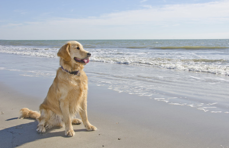 Pets welcome at Sun Palace Vacations.