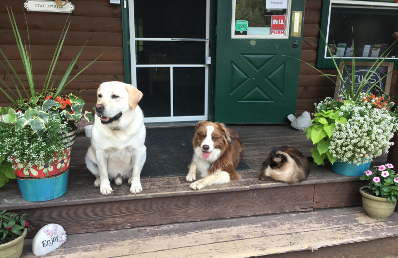 Resort pets at Wilderness Bay Lodge and Resort.