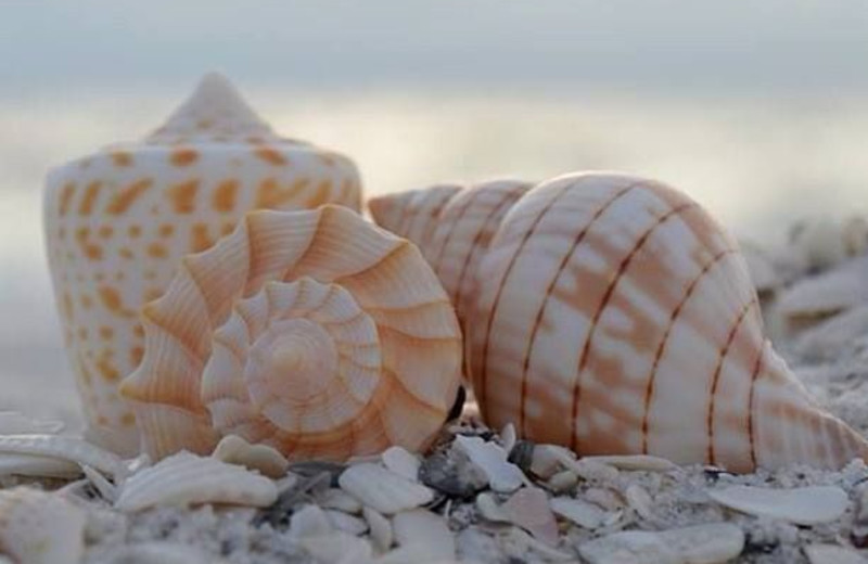 Sea shells at Casa Ybel Resort.