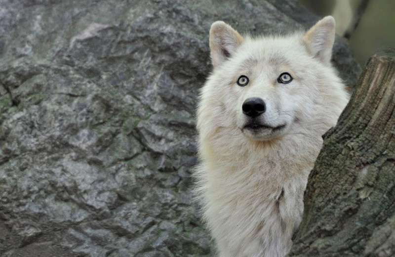 Wolf at Olive the Lake.