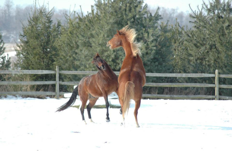 Horses playing at Guggisberg Swiss Inn/Amish Country Riding Stables.