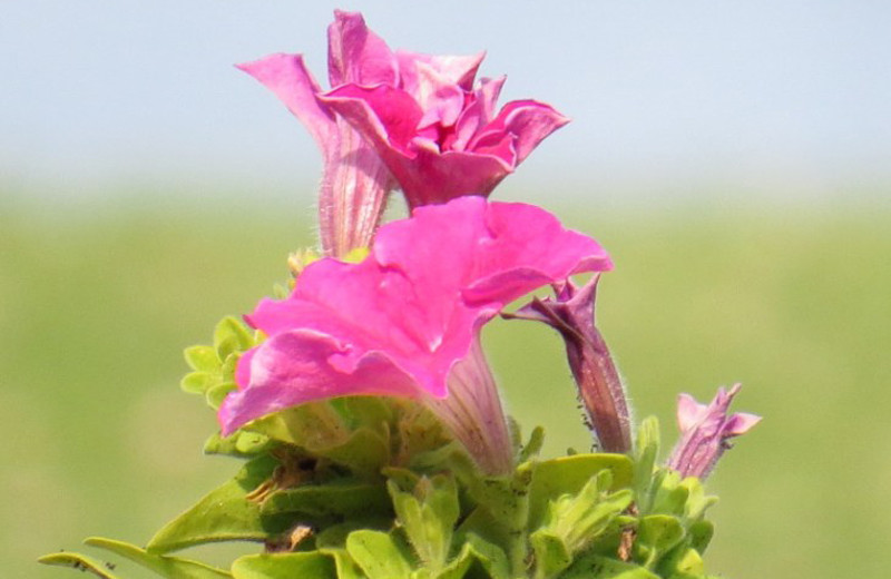 Flower at Evergreen Resort.