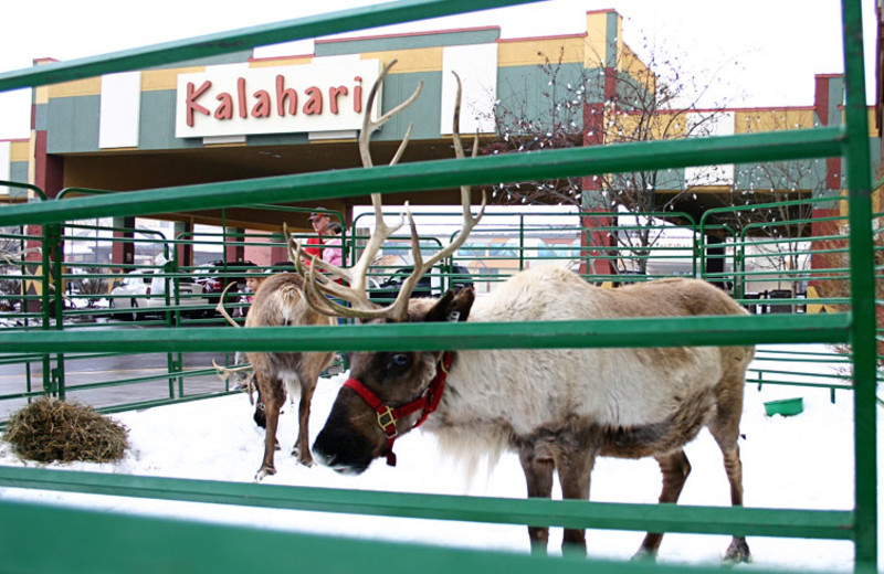 Holiday reindeer visiting Kalahari Waterpark Resort Convention Center.