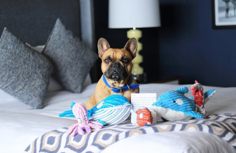 Pets welcome at Monterey Tides.