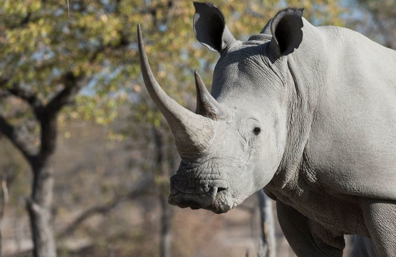 Wildlife at Ongava Game Reserve.