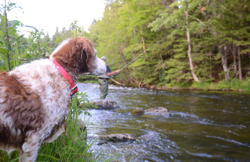 Pets welcome at Cabins at Lopstick.