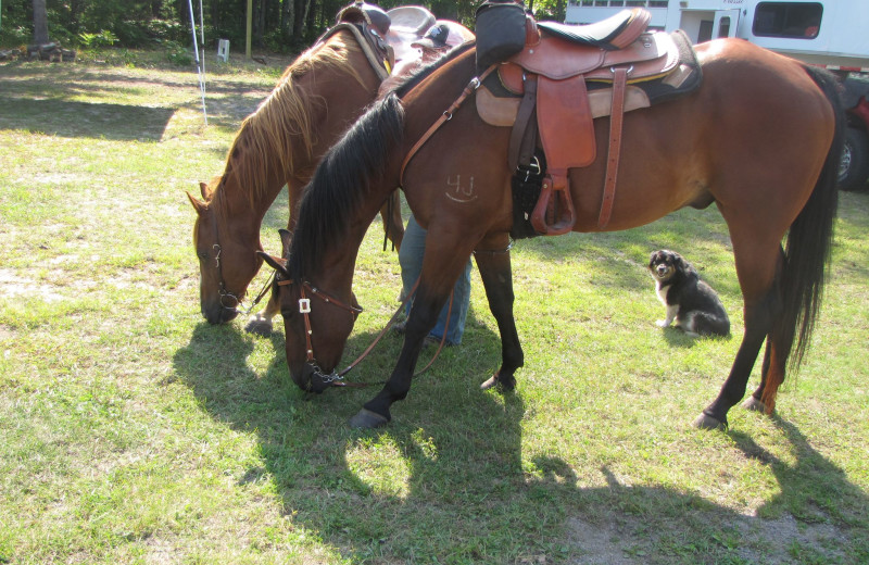 Pets welcome at Buckhorn Resort.