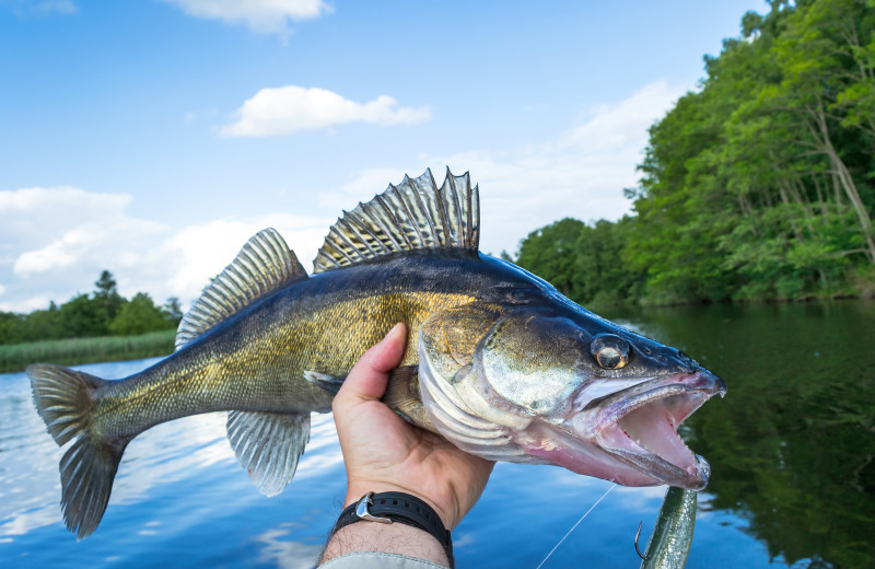 Lake Kabetogama walleye fishing at Birch Grove Resort.