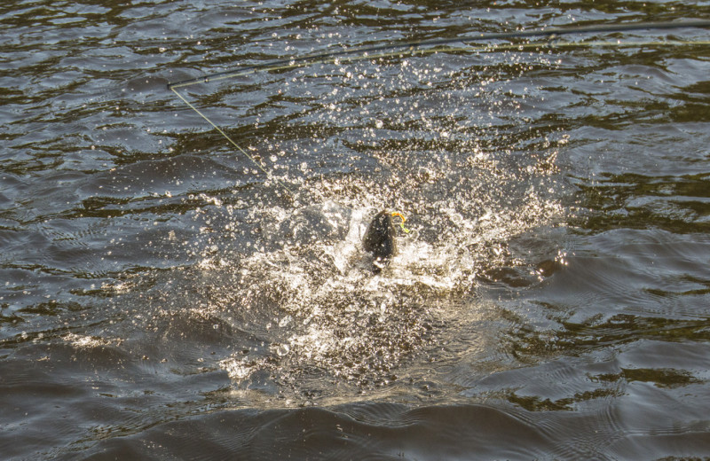 Catching a fish at Elk Lake Wilderness Resort.