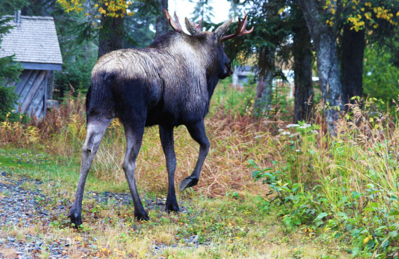 Moose at Sleepy Bear Cabins.