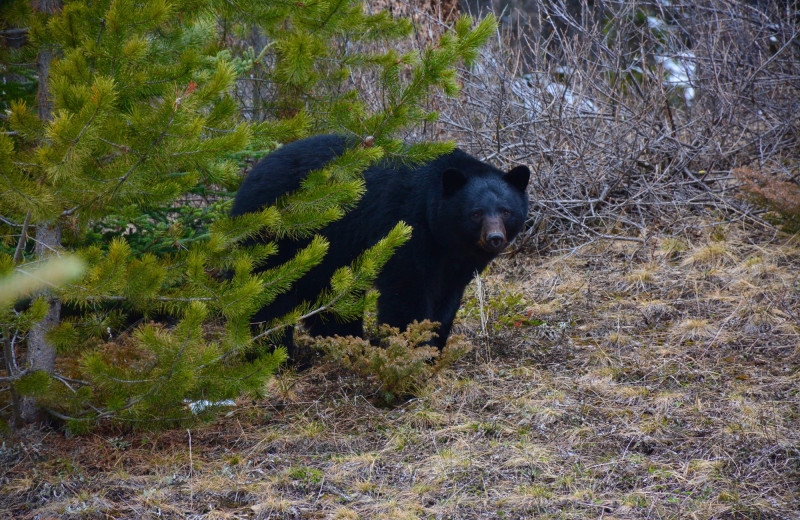 Bear at Johnston Canyon Resort.