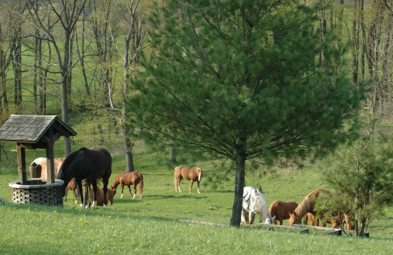 Horses at Guggisberg Swiss Inn/Amish Country Riding Stables.