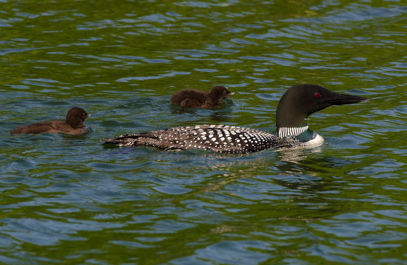 Loons on lake at Anderson's Starlight Bay Resort.