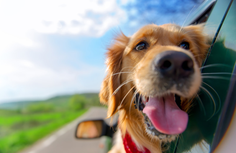 Pets welcome at Thumper Pond Golf Course & Resort.