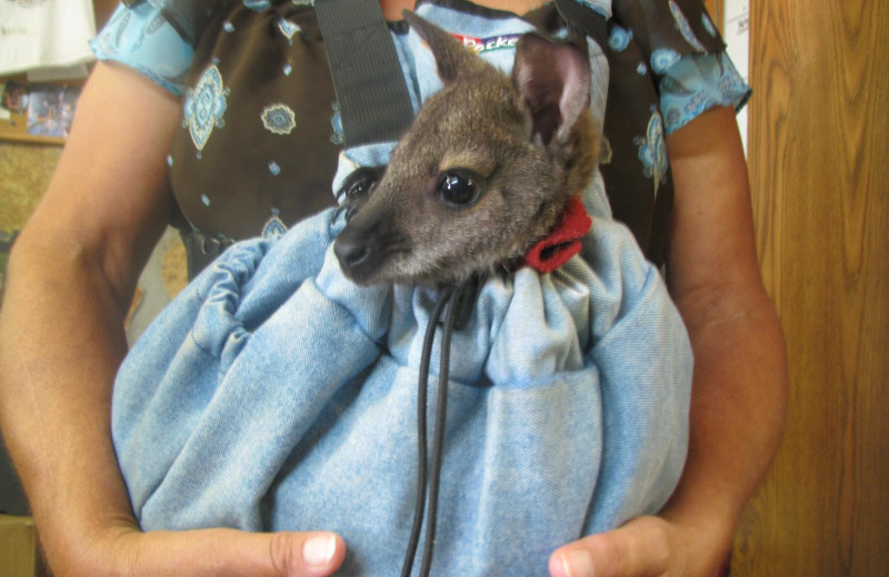 Wallaby at The Exotic Resort Zoo.