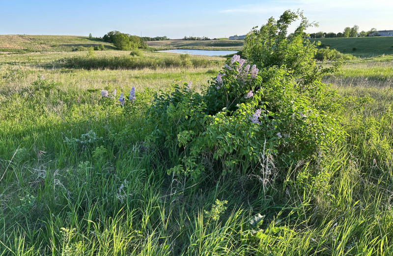 Prairie near Hotel 8 Fergus Falls.