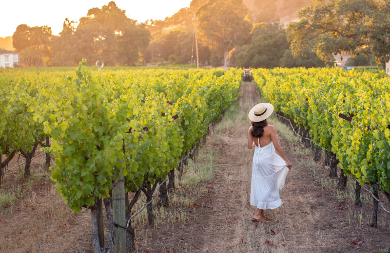 Vineyard at North Block Hotel.